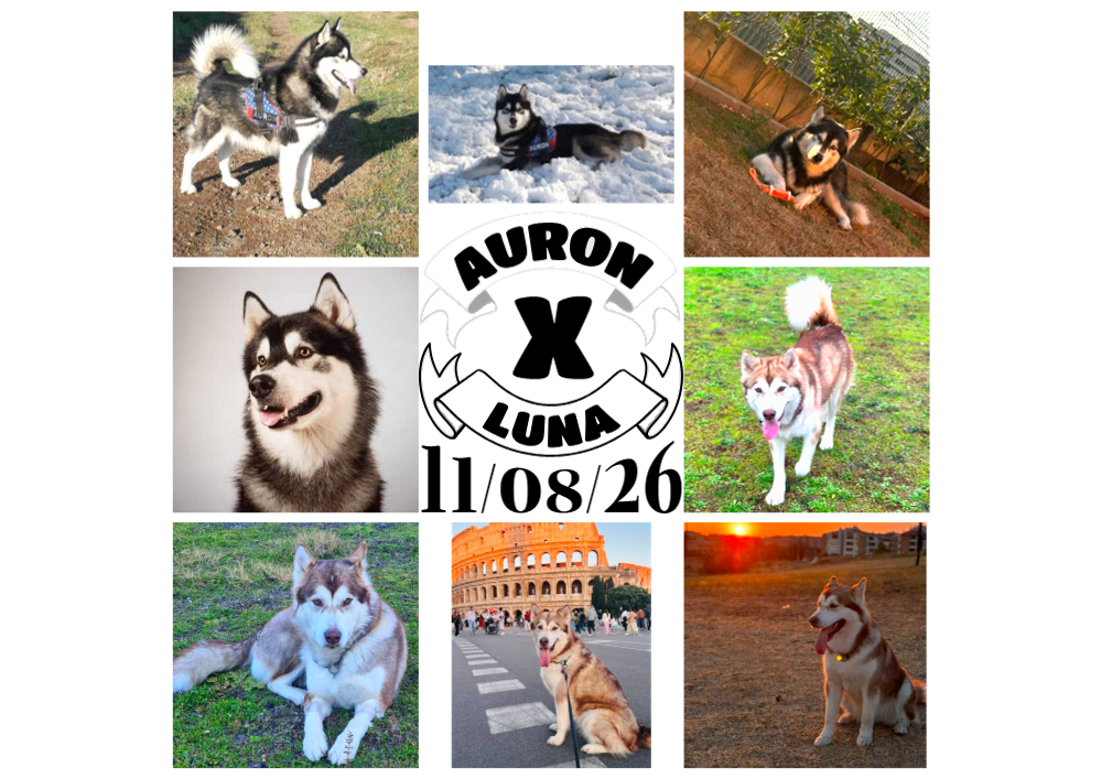 CUCCIOLI DI ALASKAN MALAMUTE ROMA