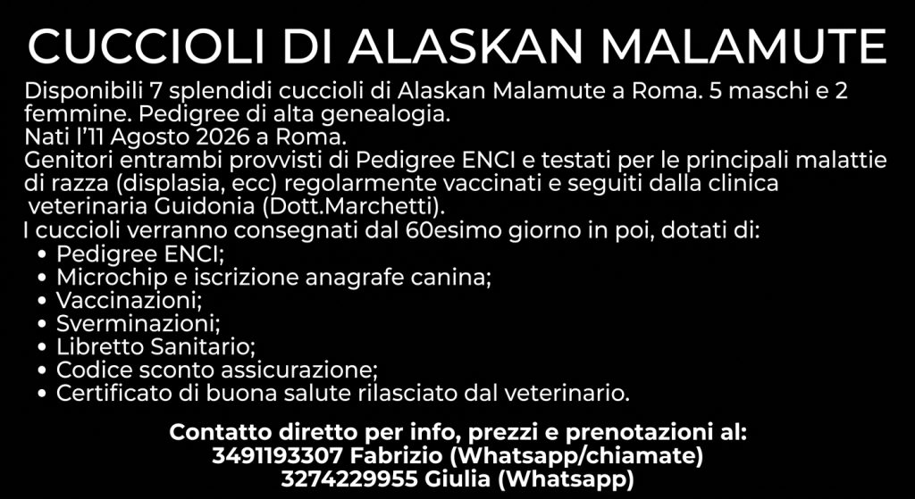 CUCCIOLI DI ALASKAN MALAMUTE ROMA