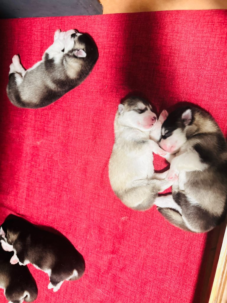 CUCCIOLI DI ALASKAN MALAMUTE ROMA