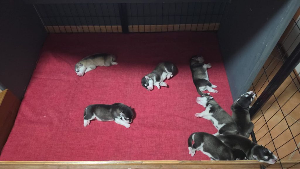 CUCCIOLI DI ALASKAN MALAMUTE ROMA