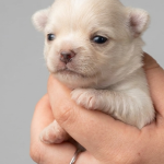 CUCCIOLI CHIHUAHUA PELO LUNGO