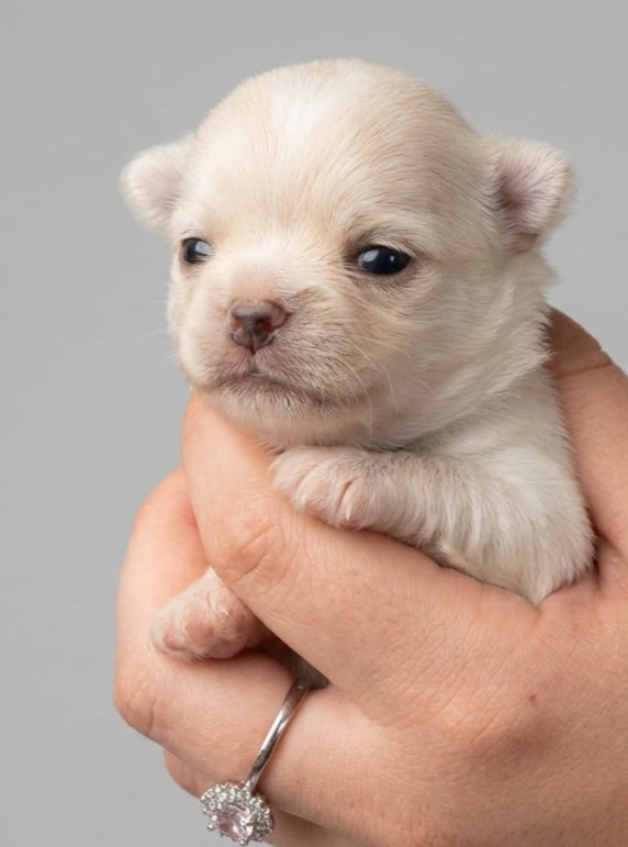 CUCCIOLI CHIHUAHUA PELO LUNGO