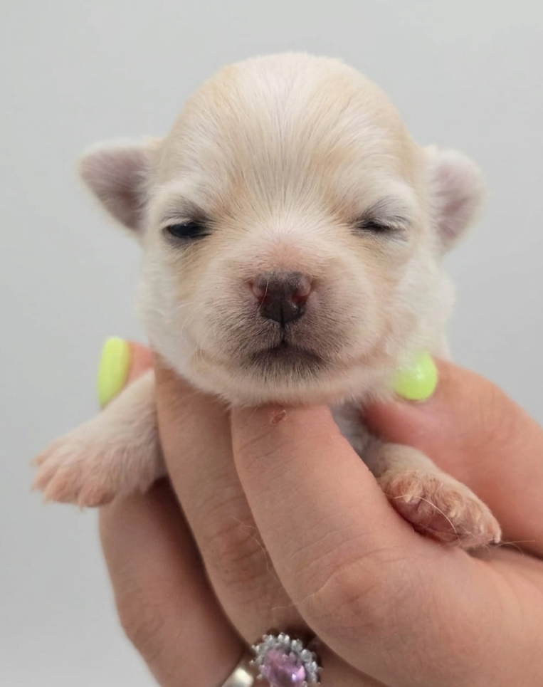 CUCCIOLI CHIHUAHUA PELO LUNGO