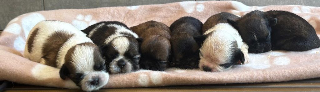 Shih-tzu