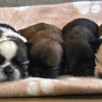Shih-tzu