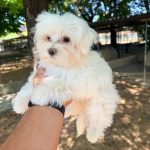Maltese