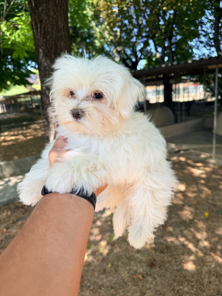 Maltese