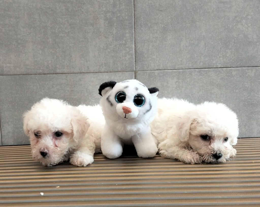 Cuccioli di bolognese
