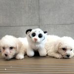 Cuccioli di bolognese