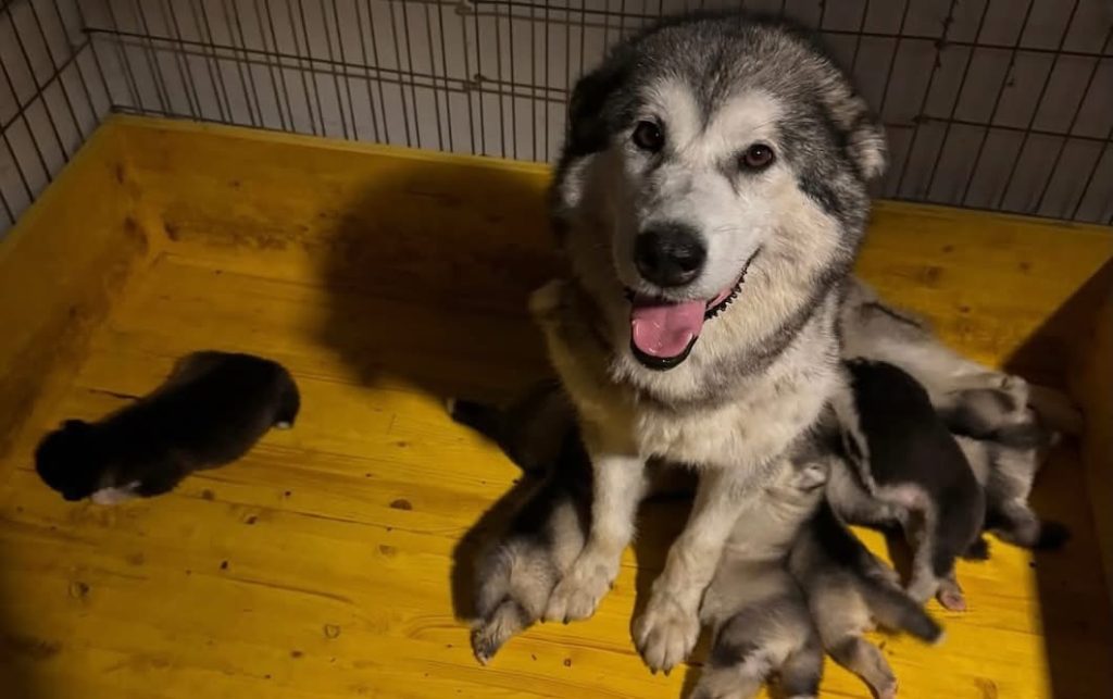Cuccioli Alaskan Malamute Allevamento trentennale ENCI – Disponibili