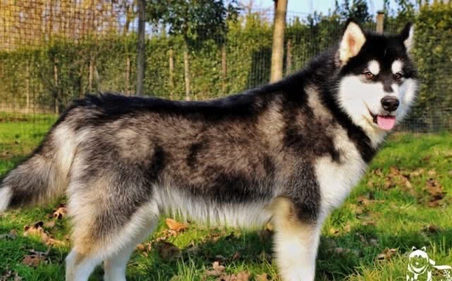Cuccioli Alaskan Malamute Allevamento trentennale ENCI – Disponibili