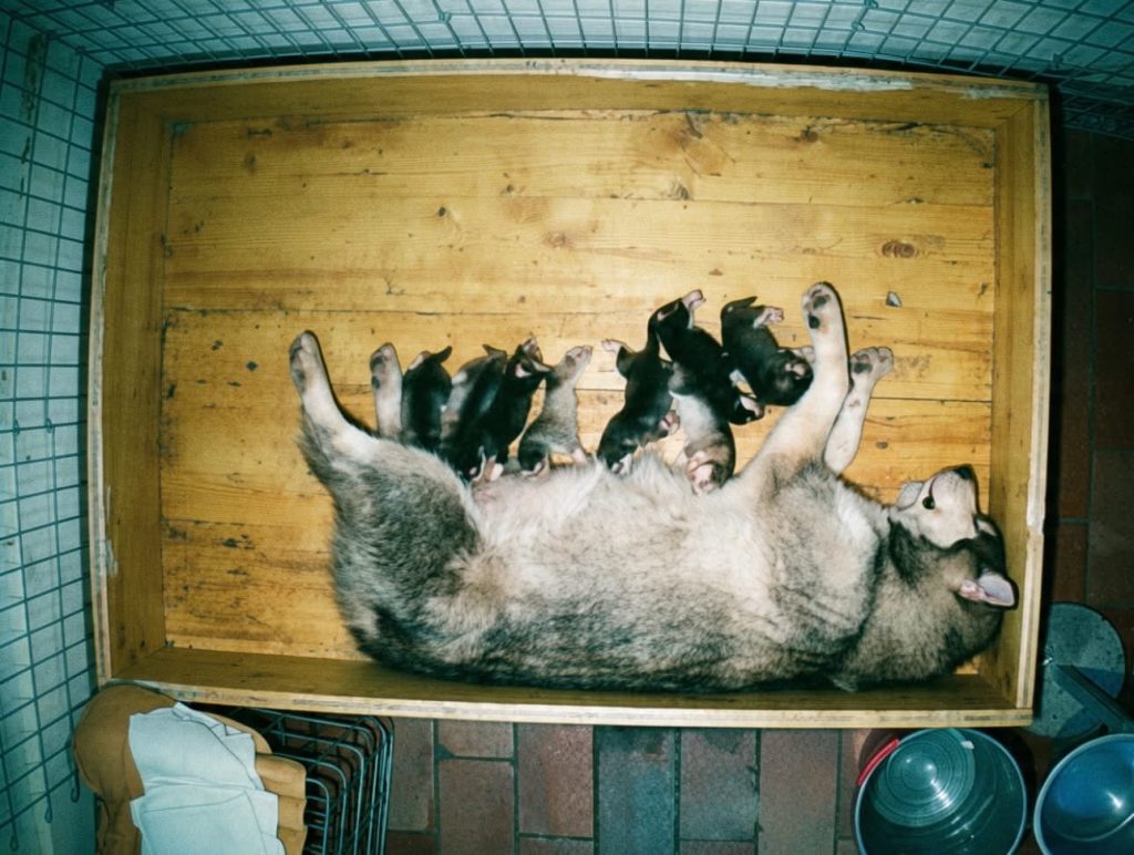 Cuccioli Alaskan Malamute Allevamento trentennale ENCI – Disponibili