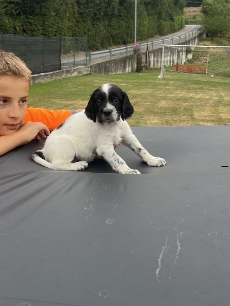 Cuccioli setter inglese