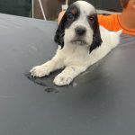 Cuccioli setter inglese