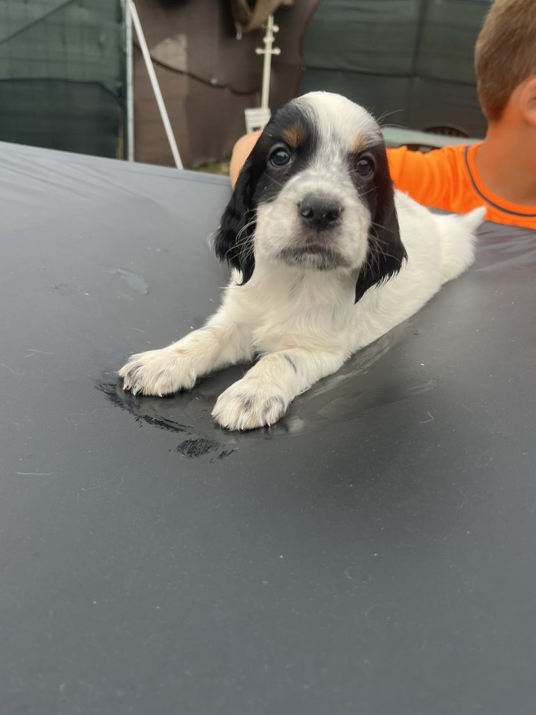 Cuccioli setter inglese