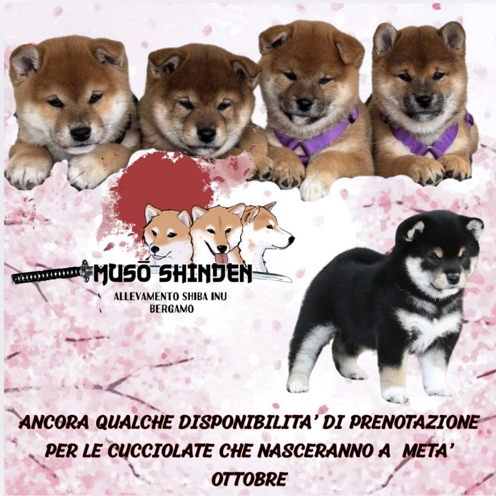 Cuccioli disponibili alla prenotazione