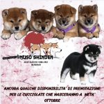 Cuccioli disponibili alla prenotazione