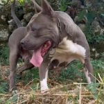 Amstaff IN REGALO