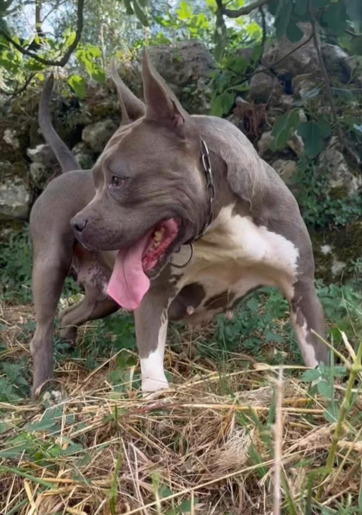 Amstaff IN REGALO