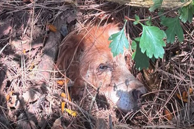 La storia di speranza del cane Giba, trovato sepolto in un bosco