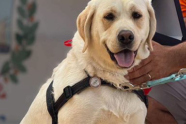Fiuta un tumore nella proprietaria: cane Joy vince premio alla fedeltà