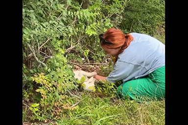 Abbandonata nel bosco: la storia della cagnolina Penny