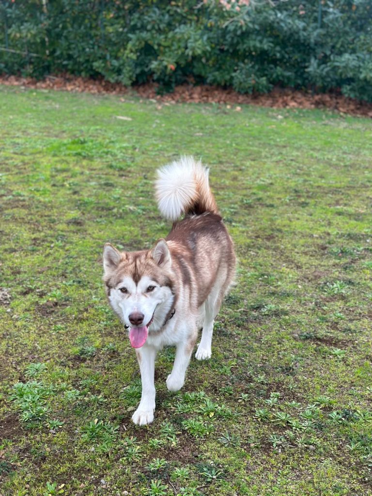 CUCCIOLI DI ALASKAN MALAMUTE ROMA
