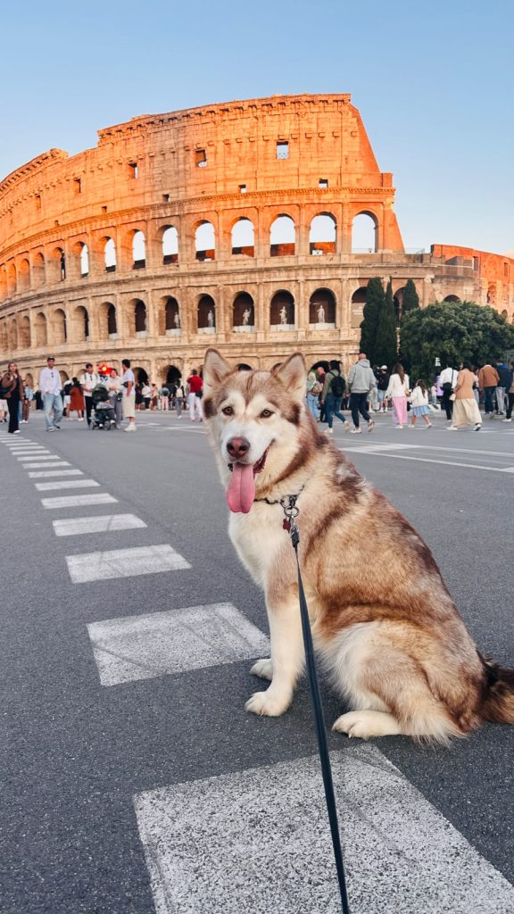 CUCCIOLI DI ALASKAN MALAMUTE ROMA