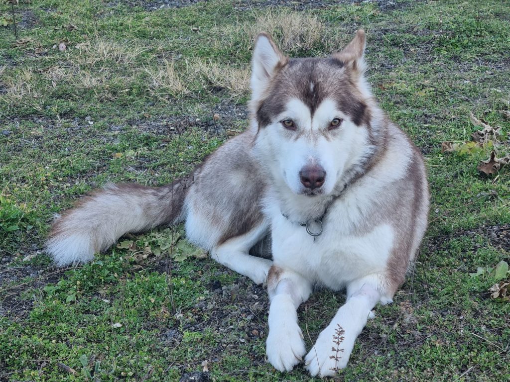 CUCCIOLI DI ALASKAN MALAMUTE ROMA