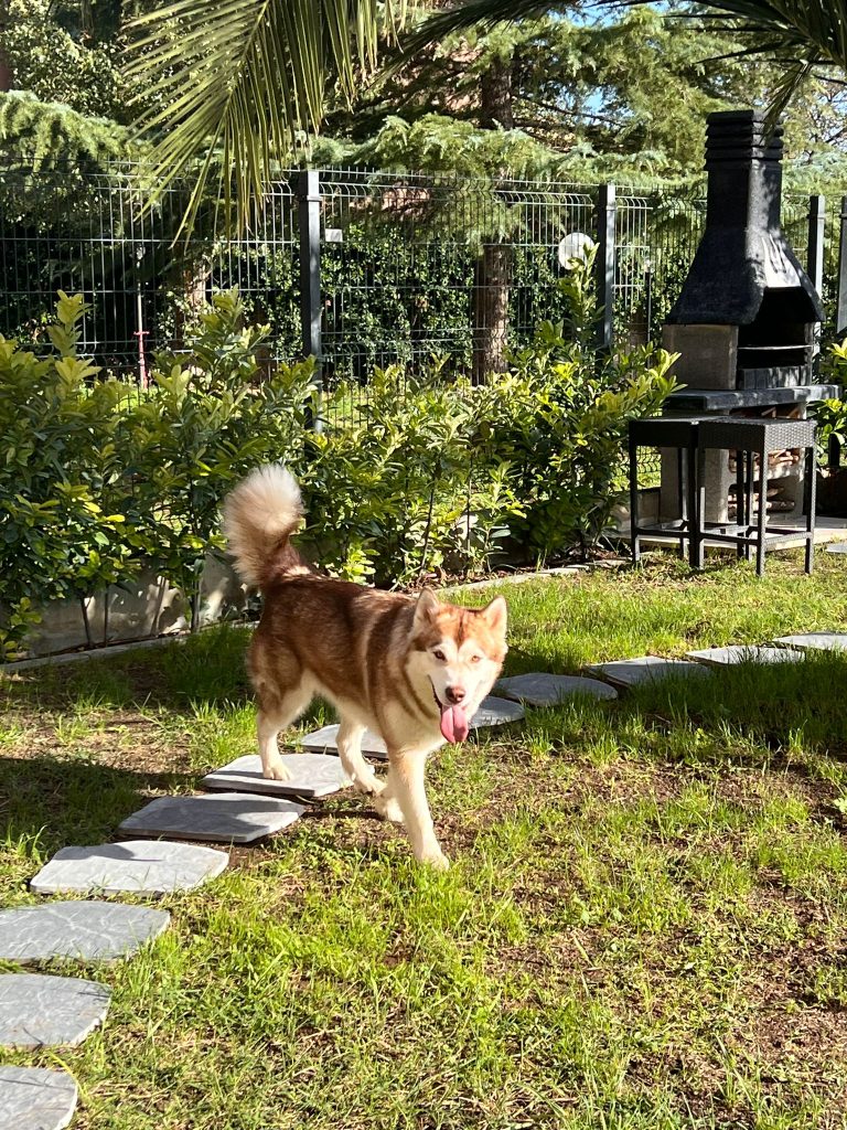 CUCCIOLI DI ALASKAN MALAMUTE ROMA