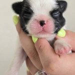 CUCCIOLO JAPAN CHIN / SPANIEL GIAPPONESE