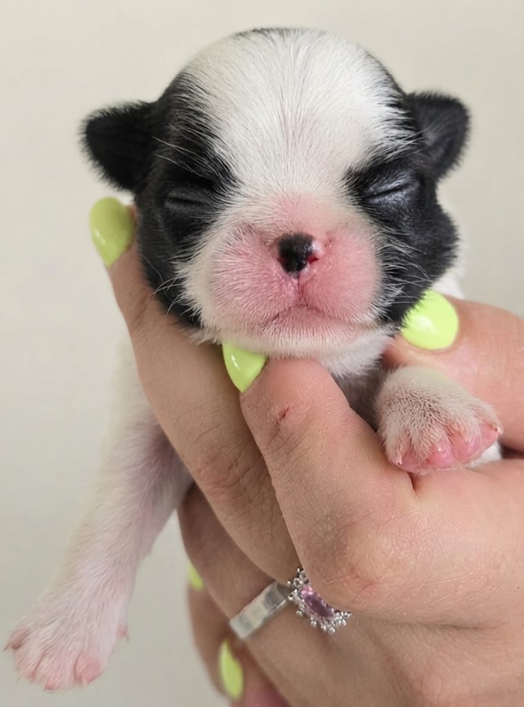 CUCCIOLO JAPAN CHIN / SPANIEL GIAPPONESE
