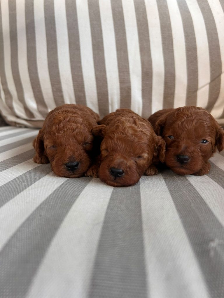 Cuccioli Barboncino Toy fulvi con pedigree ENCI