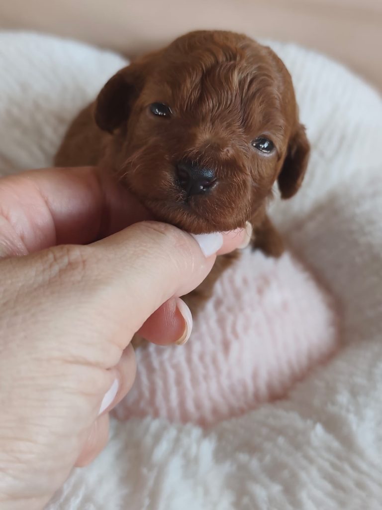 Cuccioli Barboncino Toy fulvi con pedigree ENCI