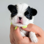 CUCCIOLI JAPAN CHIN / SPANIEL GIAPPONESE