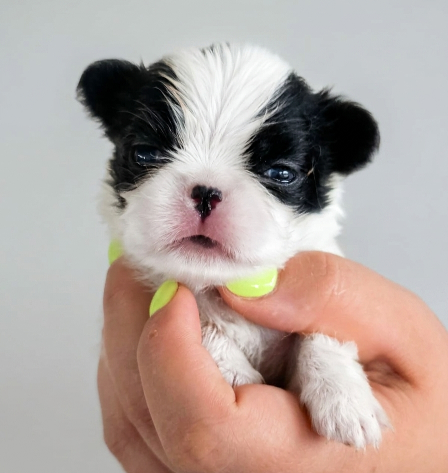 CUCCIOLI JAPAN CHIN / SPANIEL GIAPPONESE