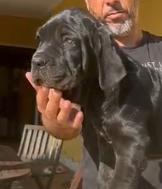 Cuccioli di Mastino Napoletano