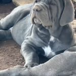 Cuccioli di Mastino Napoletano
