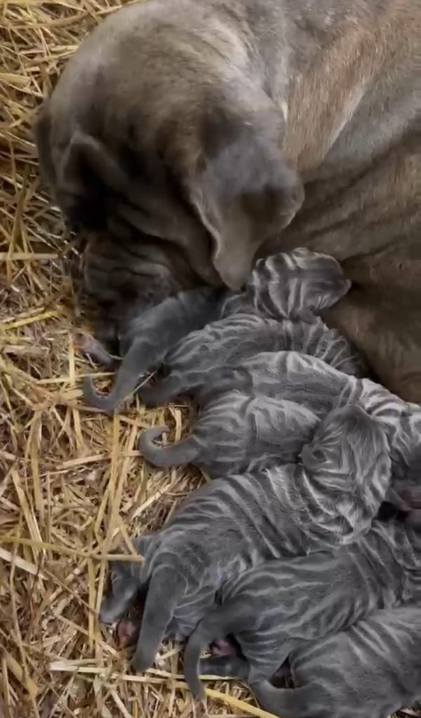Cuccioli di Mastino Napoletano