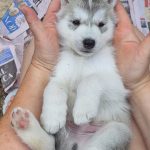 cucciolo maschio di siberian husky
