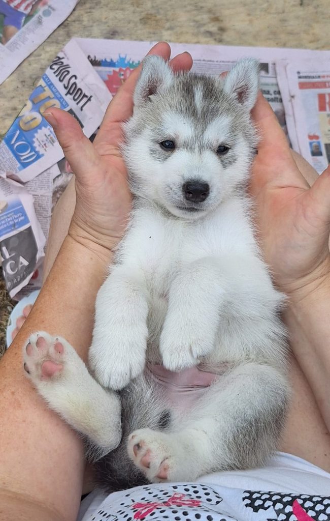 cucciolo maschio di siberian husky