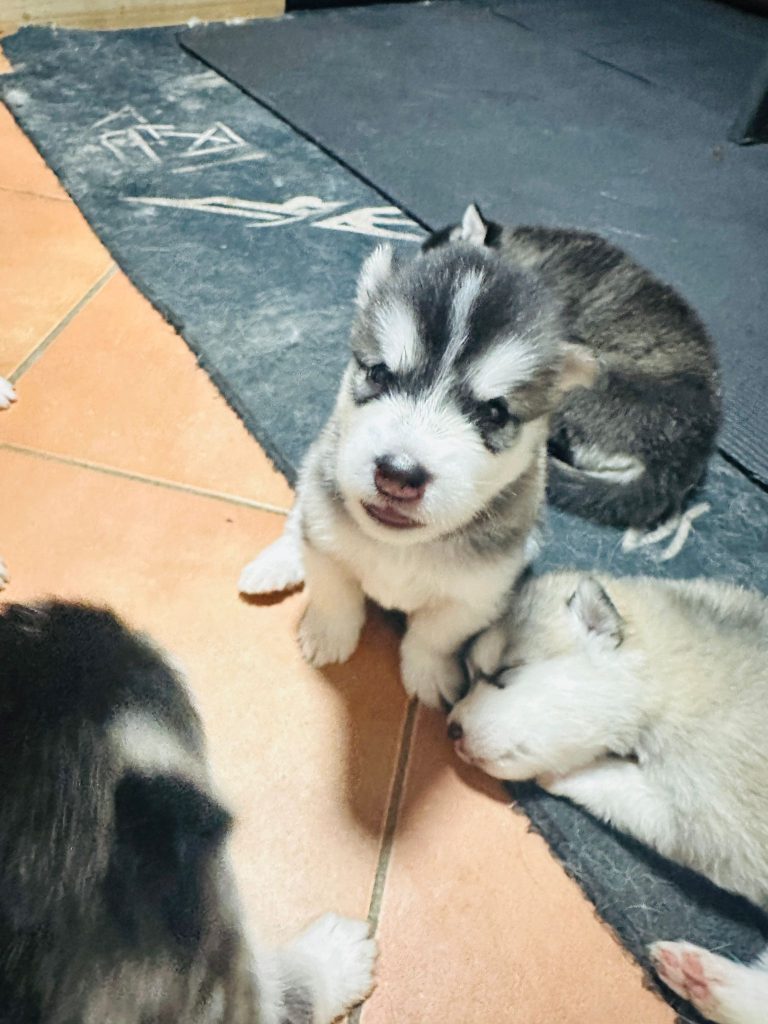 CUCCIOLI DI ALASKAN MALAMUTE ROMA