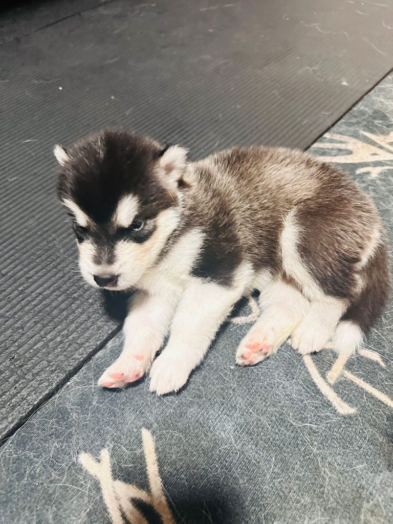 CUCCIOLI DI ALASKAN MALAMUTE ROMA