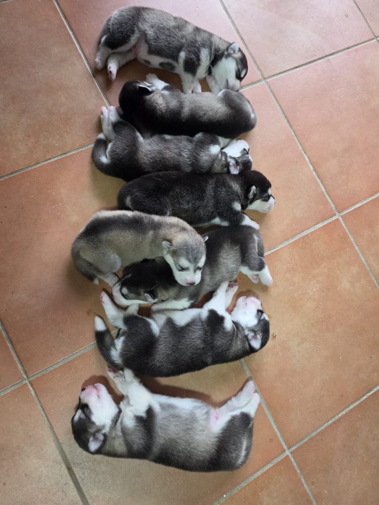 CUCCIOLI DI ALASKAN MALAMUTE ROMA