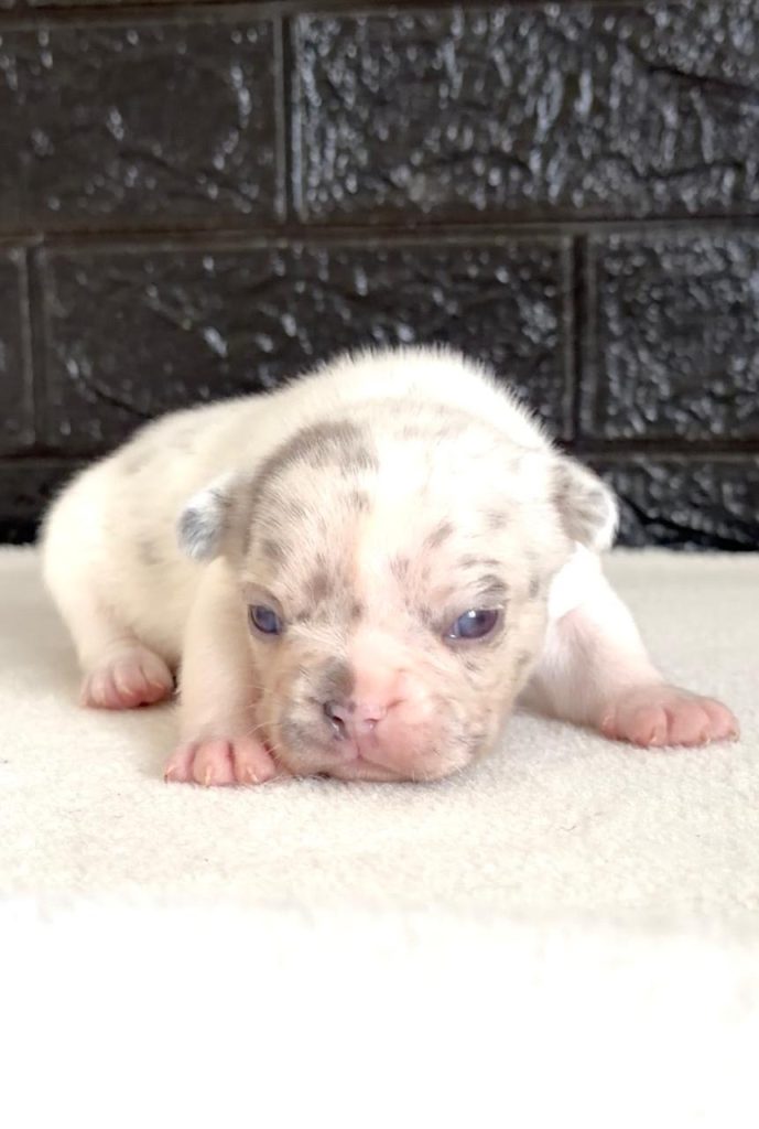 Bulldog Francese bellissimi cuccioli