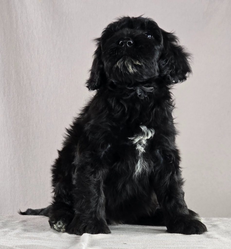 Cane d’acqua portoghese – bellissimi cuccioli