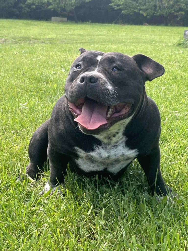 American Bully Pocket – maschio e femmina in vendita