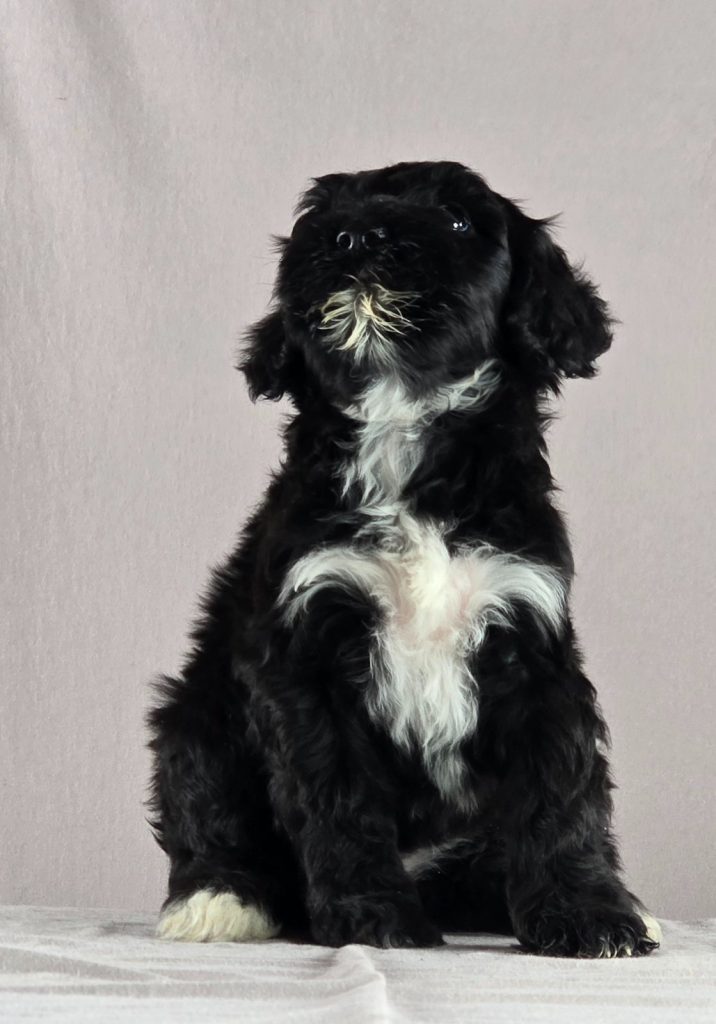 Cane d’acqua portoghese – bellissimi cuccioli