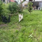 Pastore Svizzero Bianco – cuccioli