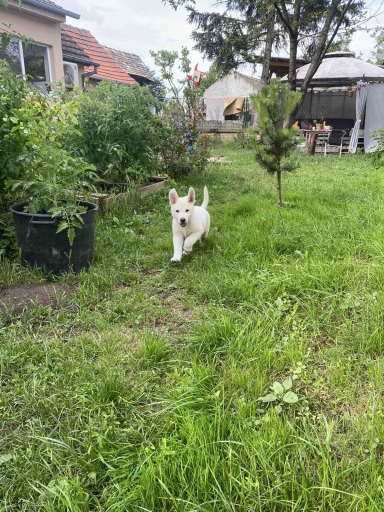 Pastore Svizzero Bianco – cuccioli